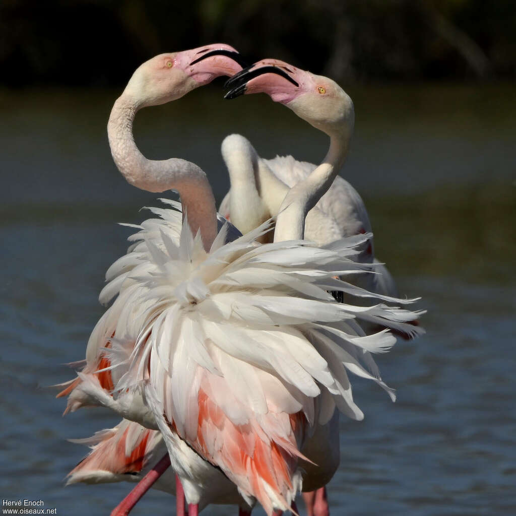 Flamant rose, parade, Comportement