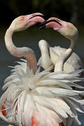 Flamant rose