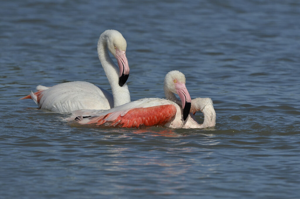 Greater Flamingo