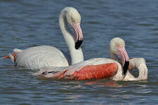 Flamant rose