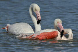 Greater Flamingo