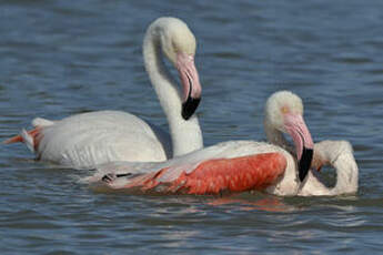 Flamant rose