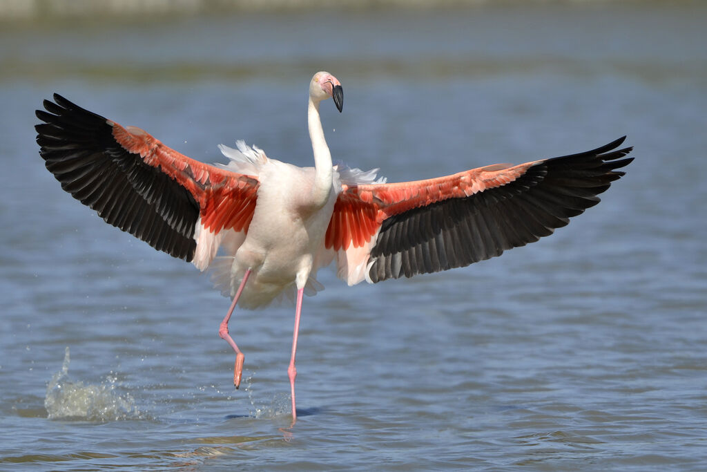 Flamant rose