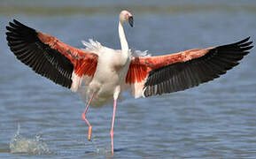 Greater Flamingo