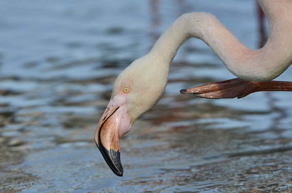 Greater Flamingo