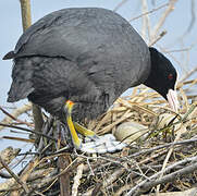 Eurasian Coot