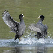 Eurasian Coot