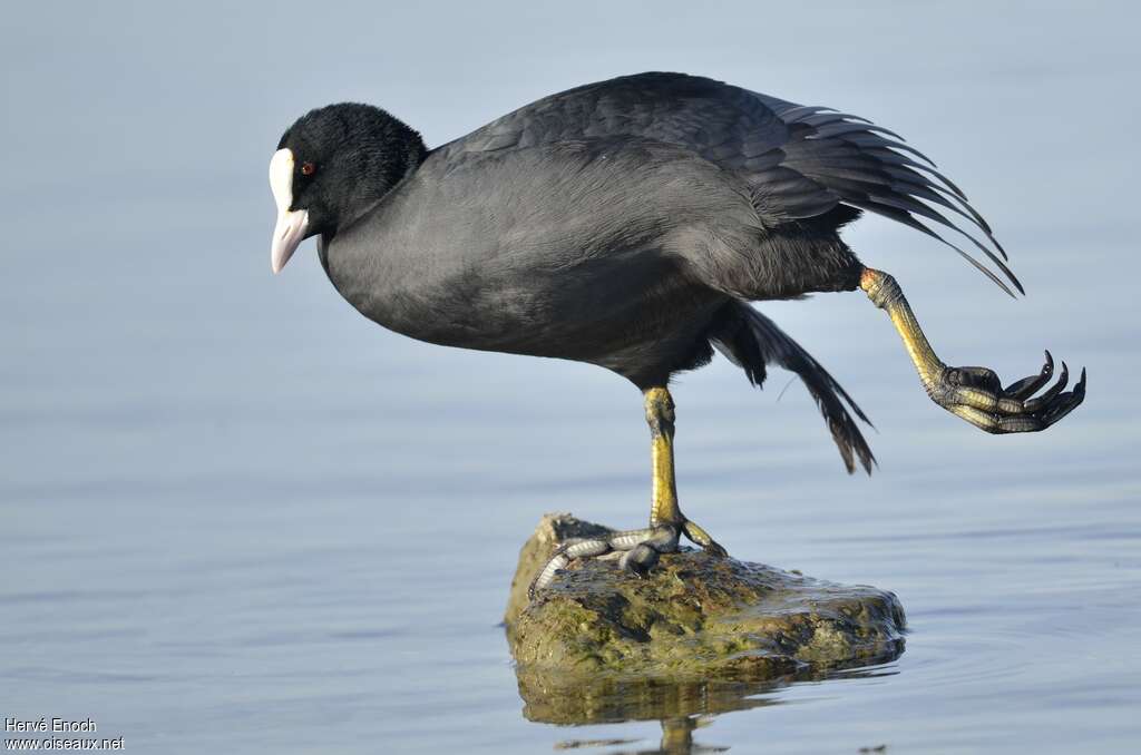 Eurasian Cootadult, pigmentation, Behaviour