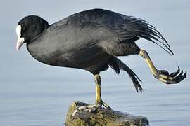 Eurasian Coot