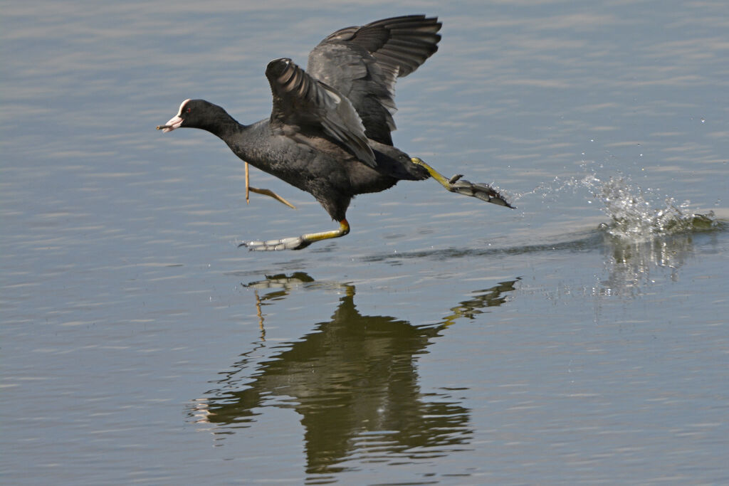 Eurasian Cootadult, identification, Reproduction-nesting