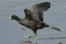 Eurasian Coot