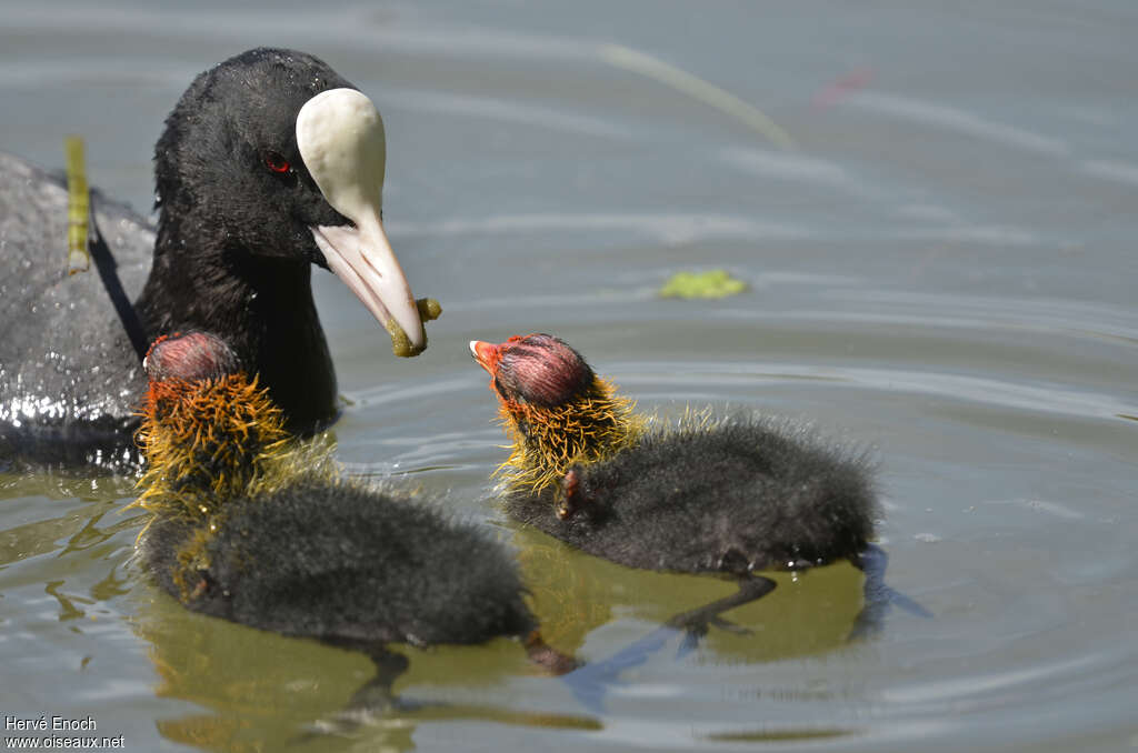 Eurasian Coot, feeding habits, eats