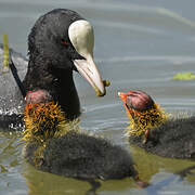 Eurasian Coot