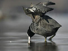 Eurasian Coot