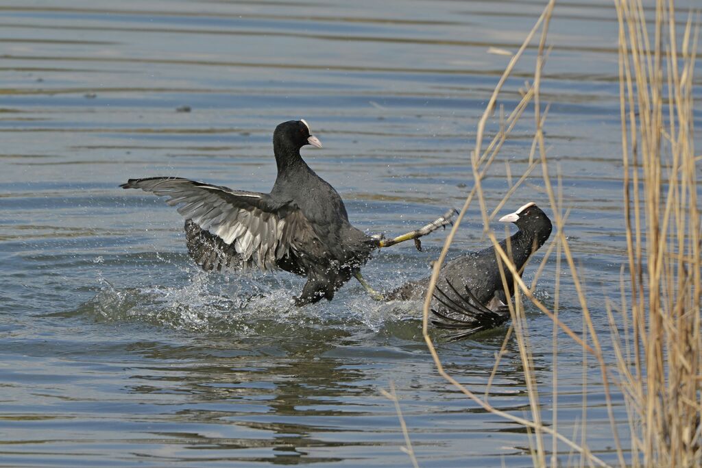 Eurasian Cootadult, Behaviour