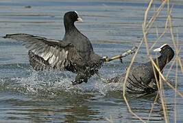 Eurasian Coot