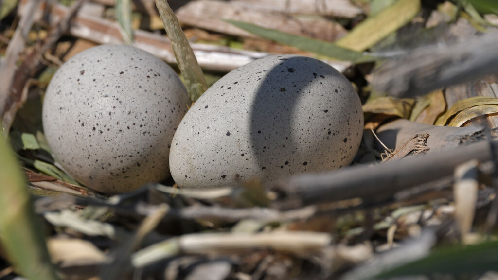 Eurasian Coot, identification, Reproduction-nesting