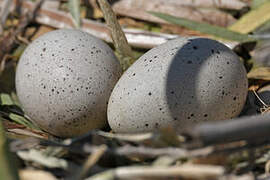 Eurasian Coot