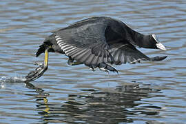 Eurasian Coot