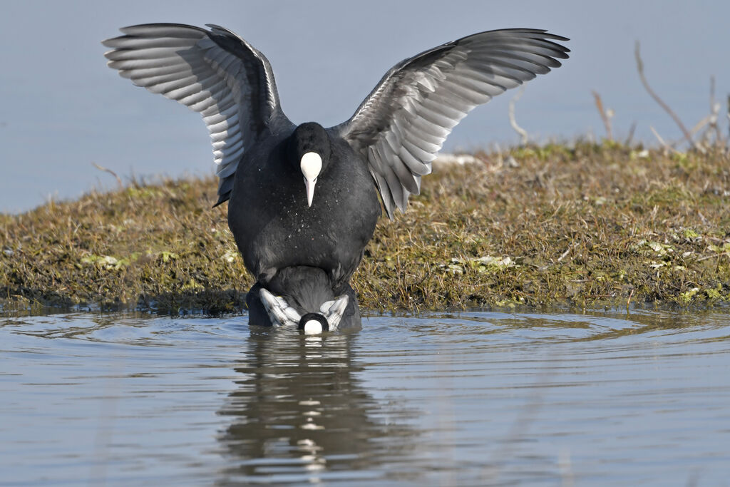 Eurasian Cootadult, mating.