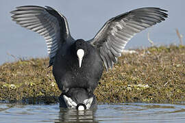 Eurasian Coot