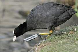 Eurasian Coot