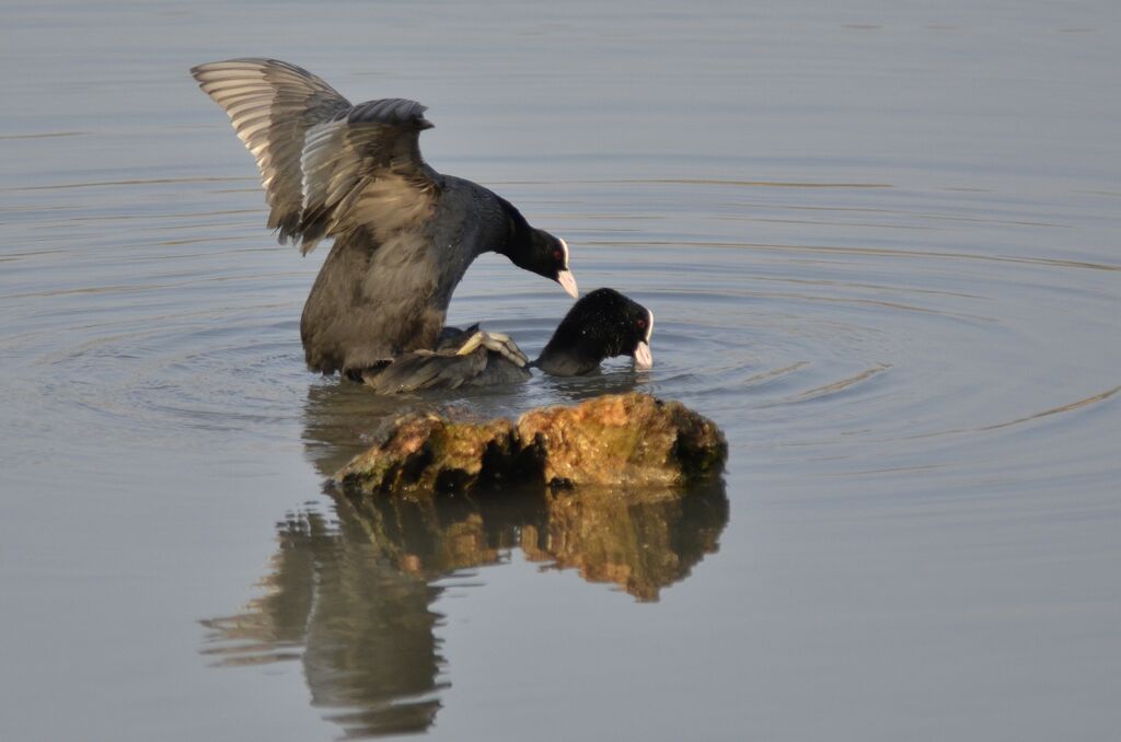 Eurasian Coot, Behaviour