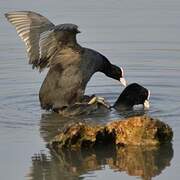 Eurasian Coot