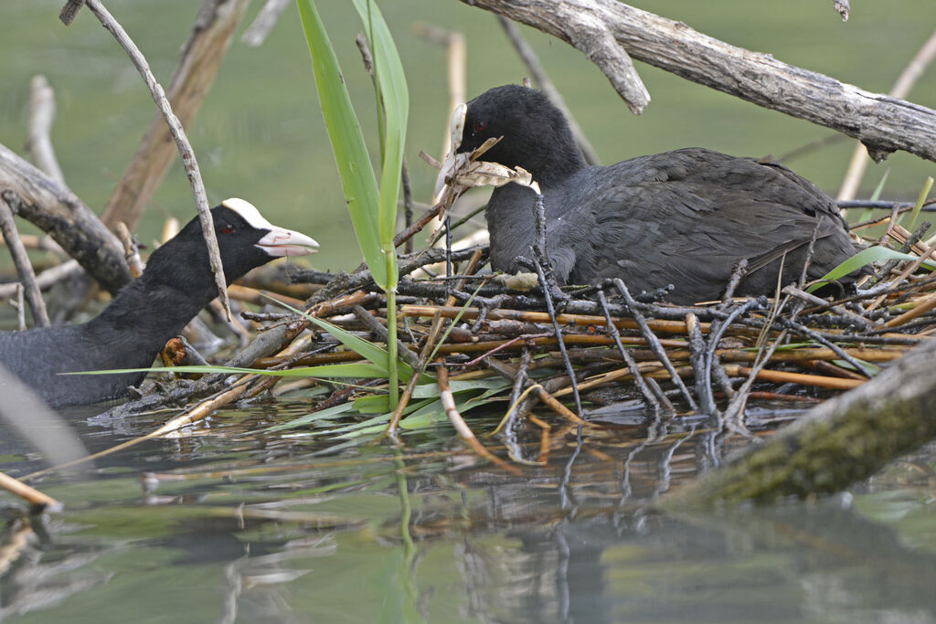 Eurasian Coot , Reproduction-nesting