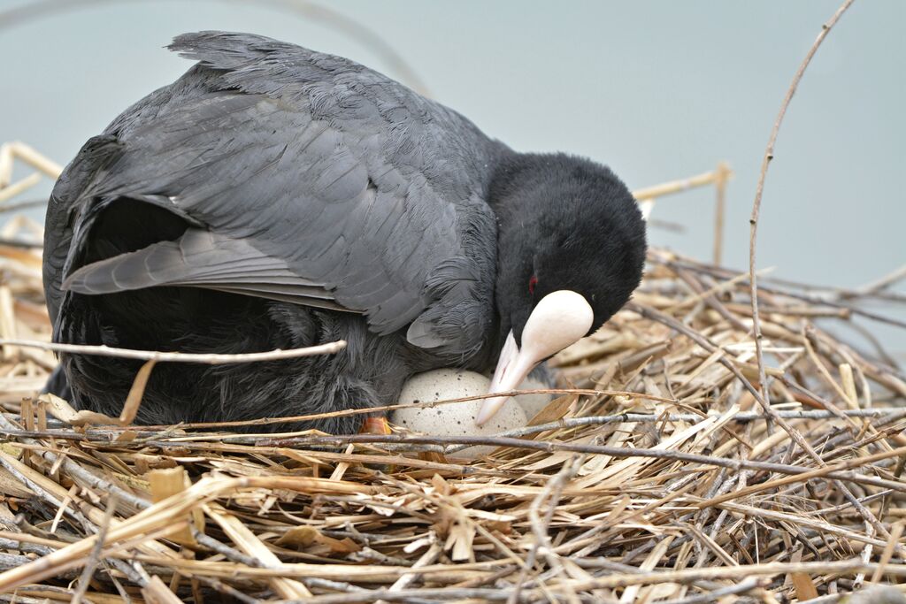 Eurasian Coot, Reproduction-nesting