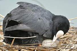 Eurasian Coot