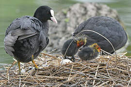 Eurasian Coot