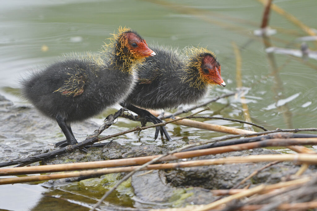 Eurasian Cootjuvenile