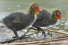 Eurasian Coot