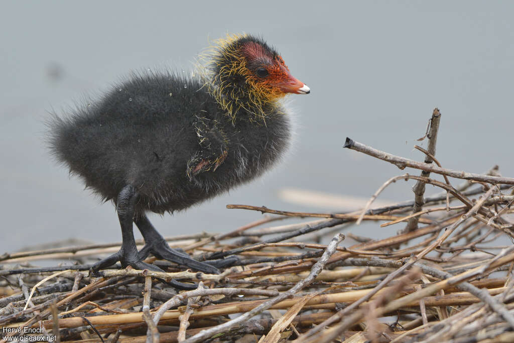 Eurasian CootPoussin, identification