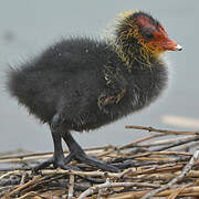 Eurasian Coot