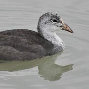 Eurasian Coot