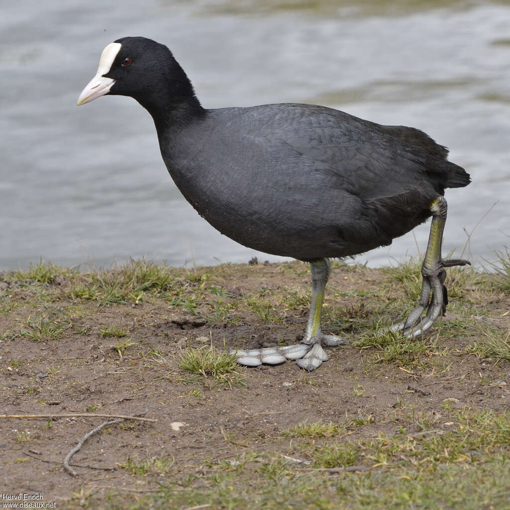 Dombes : Paradis des oiseaux