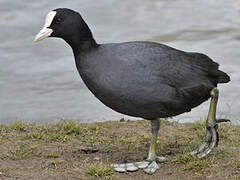 Eurasian Coot