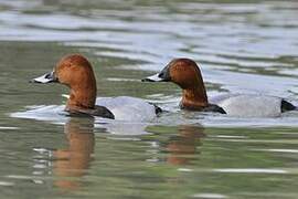 Common Pochard