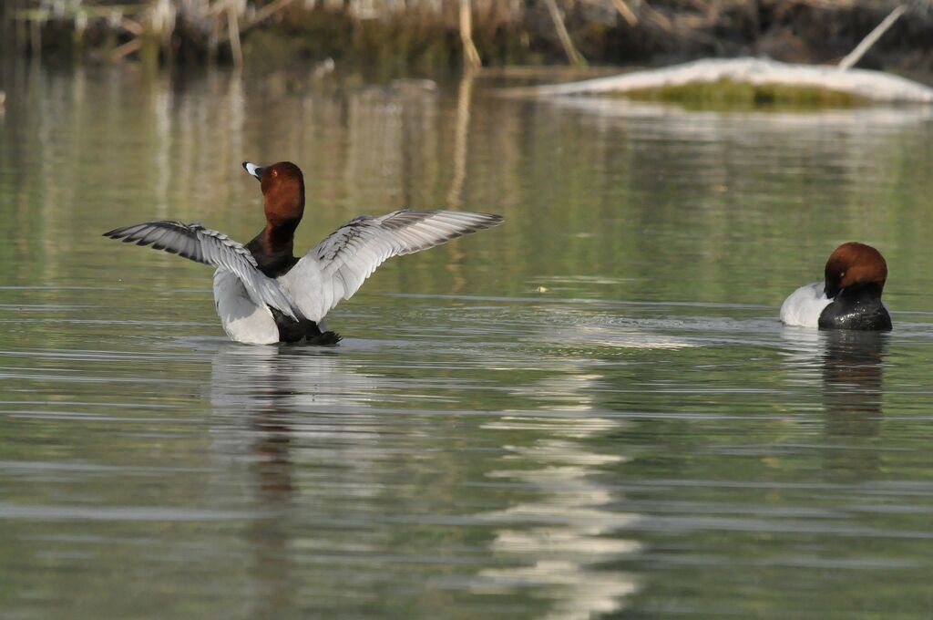 Common Pochard male adult