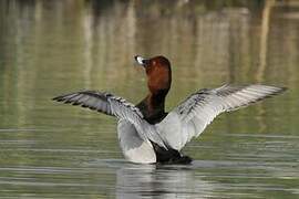 Common Pochard