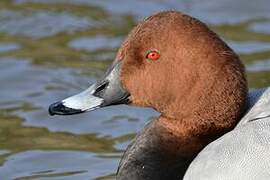 Common Pochard