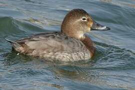 Common Pochard