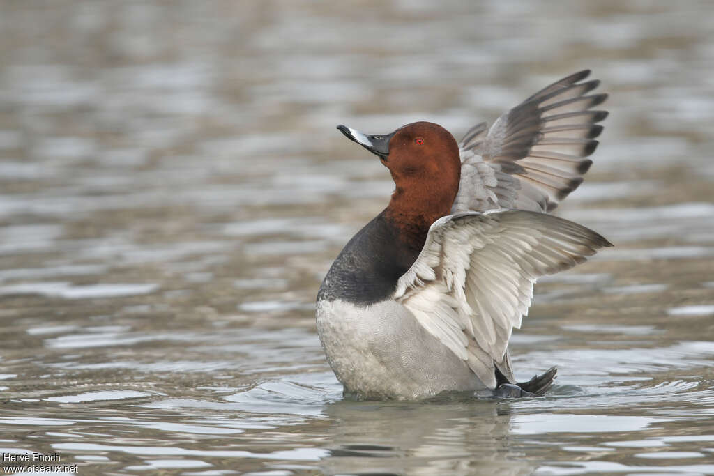 Common Pochard male adult breeding, identification, care, Behaviour