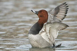 Common Pochard