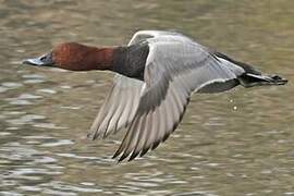 Common Pochard