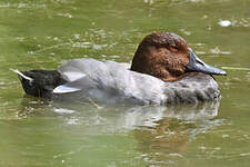Fuligule milouin