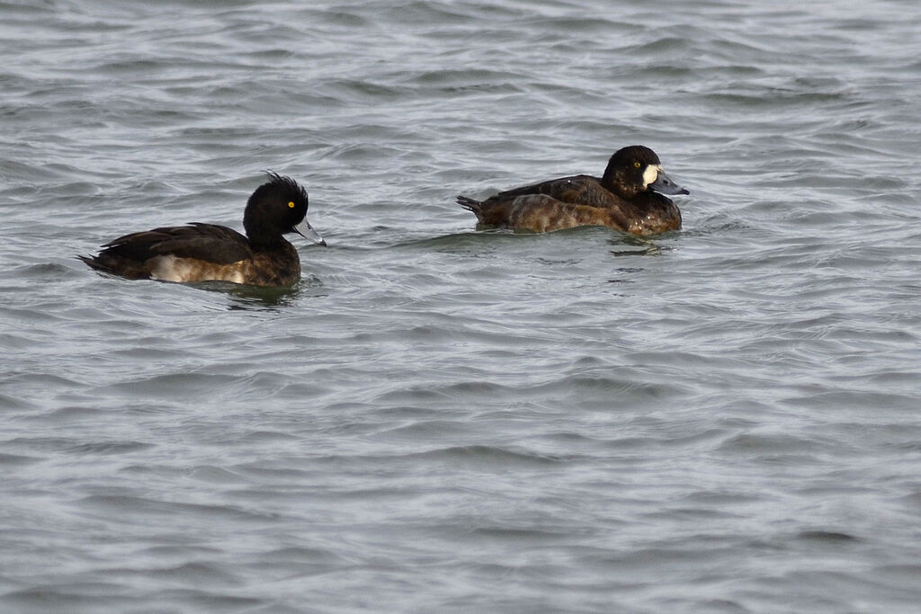 Greater Scaup