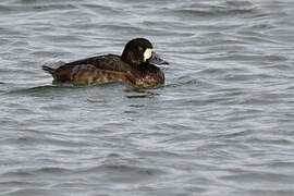 Greater Scaup